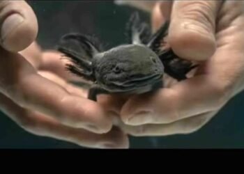 Científicos de la UNAM localizan en Querétaro ejemplares del ajolote del Altiplano