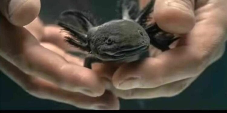 Científicos de la UNAM localizan en Querétaro ejemplares del ajolote del Altiplano