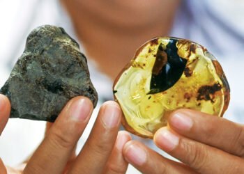 Identifican un nuevo tipo de árbol que hace 23 millones de años producía resina de ámbar en Chiapas