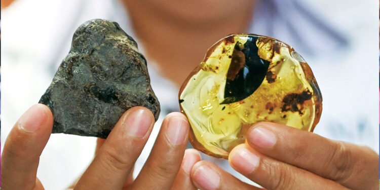 Identifican un nuevo tipo de árbol que hace 23 millones de años producía resina de ámbar en Chiapas