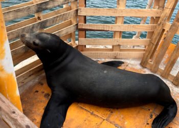 No lo logró: muere lobo marino tras su rescate en Sinaloa; no resistió el traslado