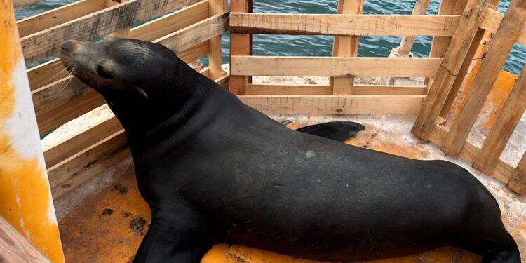No lo logró: muere lobo marino tras su rescate en Sinaloa; no resistió el traslado