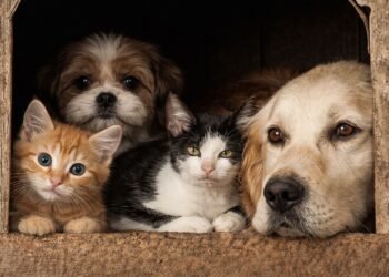 Síndrome Arca de Noé