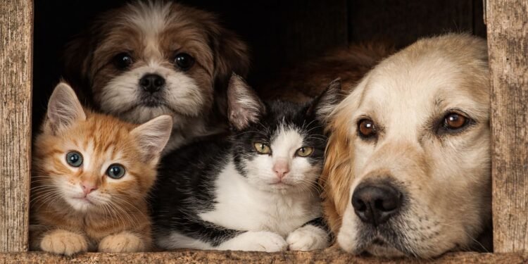 Síndrome Arca de Noé