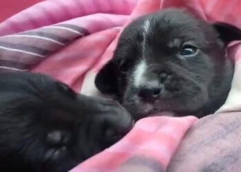 La indiferencia perdió: denuncia viral en redes sociales evita tragedia animal