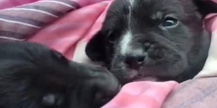 La indiferencia perdió: denuncia viral en redes sociales evita tragedia animal