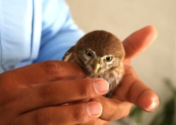 Resguardan autoridades a un tecolote localizado en el Centro Histórico de Mérida