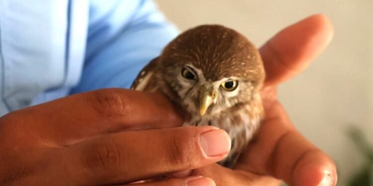 Resguardan autoridades a un tecolote localizado en el Centro Histórico de Mérida