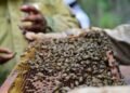 En Perú, las abejas ya pueden “pedir abogado”