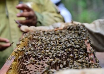 En Perú, las abejas ya pueden “pedir abogado”
