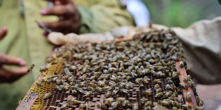 En Perú, las abejas ya pueden “pedir abogado”