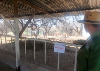 Sin permisos ni plan de manejo: Profepa recupera fauna silvestre en Aguascalientes