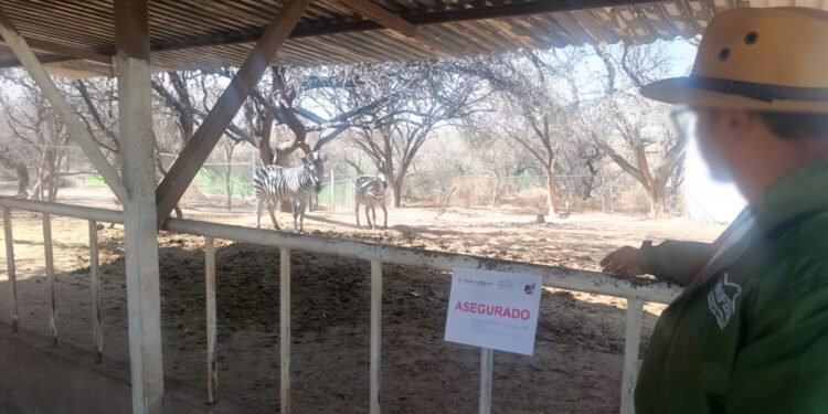 Sin permisos ni plan de manejo: Profepa recupera fauna silvestre en Aguascalientes