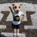 Conoce a la nueva mascota de Pumas Oficial, ella es Goya, por la inclusión