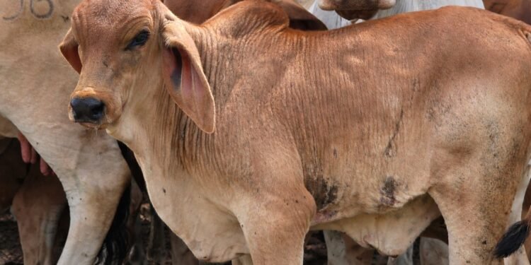 México lanza campaña contra el gusano barrenador con apoyo de EU