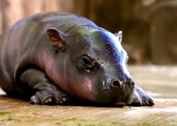 Jellybean el hipopótamo pigmeo en Arizona que se ganó el corazón de las redes sociales