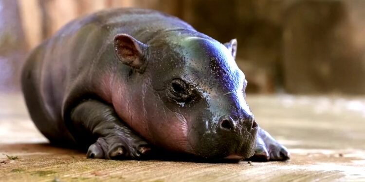 Jellybean el hipopótamo pigmeo en Arizona que se ganó el corazón de las redes sociales