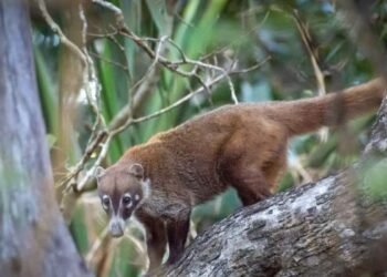 Tejones invaden milpas y ponen en jaque al campo yucateco