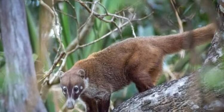 Tejones invaden milpas y ponen en jaque al campo yucateco