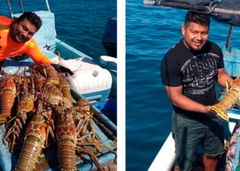 Temporada de captura de langosta rompe récord y superará las 700 toneladas