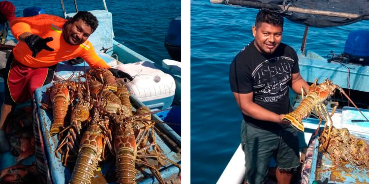 Temporada de captura de langosta rompe récord y superará las 700 toneladas