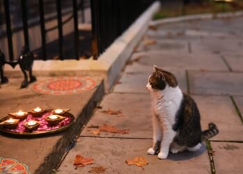 ¿Quién es el felino más famoso de la política británica? Conoce al jefe cazador de ratones
