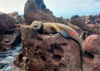 Liberan a cinco lobos marinos atrapados en redes de pesca