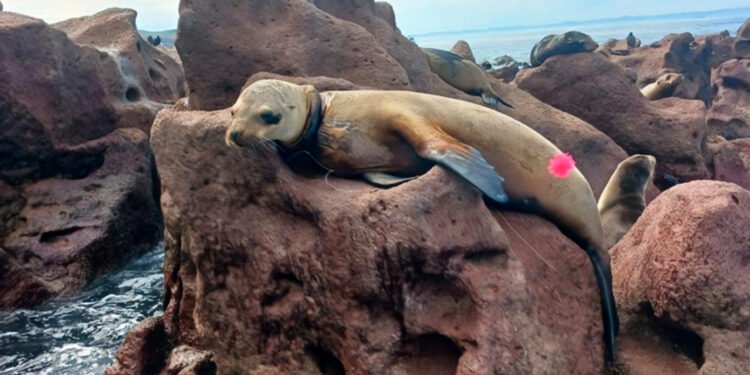 Liberan a cinco lobos marinos atrapados en redes de pesca