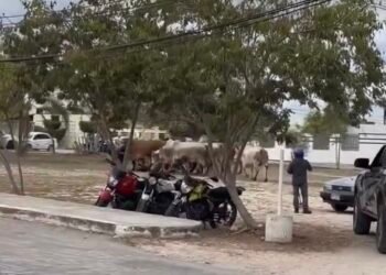 ¿Qué pasó en Tizimín? Toros sueltos recorren calles y generan alarma