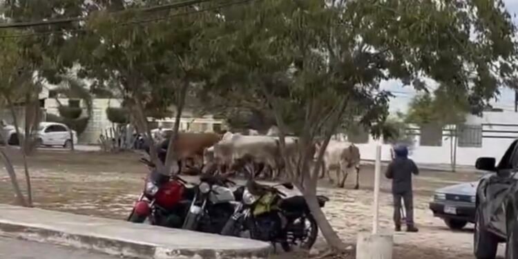 ¿Qué pasó en Tizimín? Toros sueltos recorren calles y generan alarma