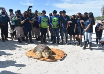 No tocar, ni mover al ver un varamiento; autoridades piden reportar incidentes