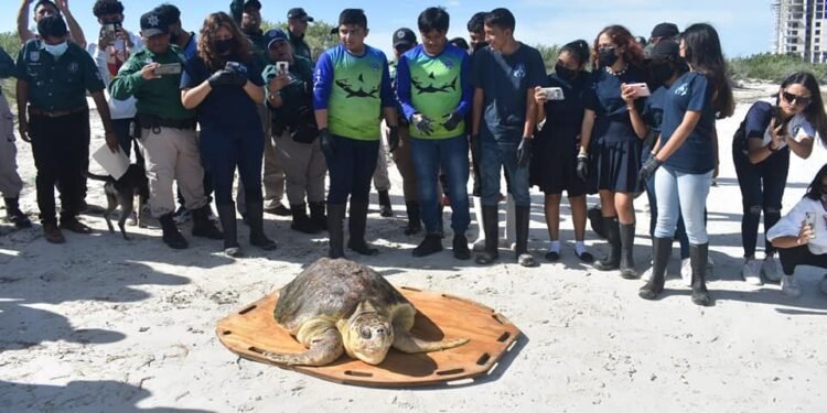 No tocar, ni mover al ver un varamiento; autoridades piden reportar incidentes