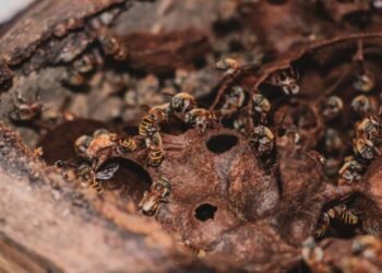 Apicultores en alto: México rinde homenaje oficial a la miel y su producción