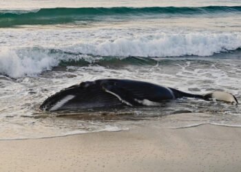Rescatan a gigante más joven del Pacífico; cría de ballena jorobada quedó varada en costas de Oaxaca
