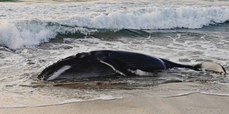 Rescatan a gigante más joven del Pacífico; cría de ballena jorobada quedó varada en costas de Oaxaca