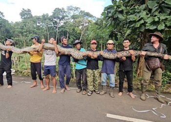 Baronesa impone récord: capturan a la serpiente salvaje más larga del mundo