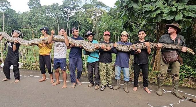 Baronesa impone récord: capturan a la serpiente salvaje más larga del mundo