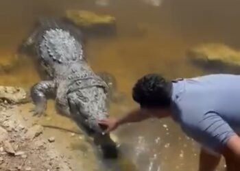 Comisario de Sisal desata polémica tras interactuar con un cocodrilo en el puerto