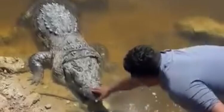 Comisario de Sisal desata polémica tras interactuar con un cocodrilo en el puerto