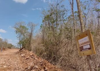 Cuxtal resiste: acumula hasta 50 denuncias por desmontes y cacería furtiva