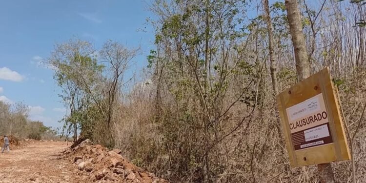 Cuxtal resiste: acumula hasta 50 denuncias por desmontes y cacería furtiva