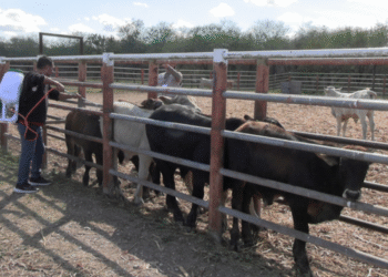 ¡Golpe al gusano barrenador! Tamaulipas reduce 86 % los casos de plaga ganadera