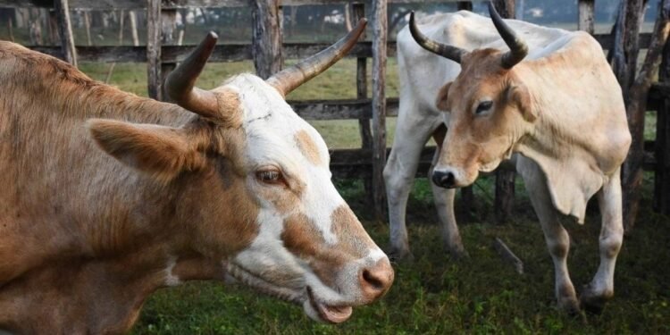Yucatán se adelanta al calor y lanza ofensiva técnica contra el gusano barrenador