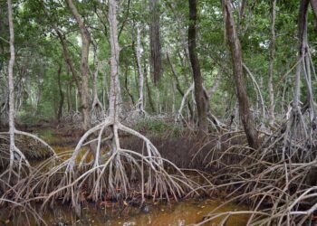 Manglares en alerta: humedales, clave contra el cambio climático