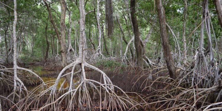 Manglares en alerta: humedales, clave contra el cambio climático