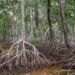 Manglares en alerta: humedales, clave contra el cambio climático