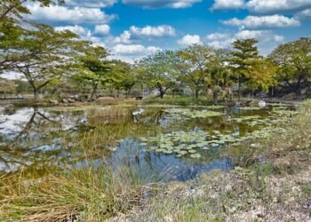 Naturaleza que regresa: humedales urbanos emergen como refugios de vida silvestre