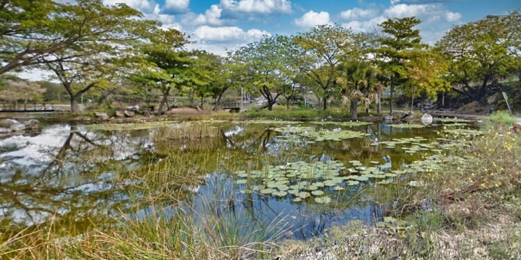Naturaleza que regresa: humedales urbanos emergen como refugios de vida silvestre