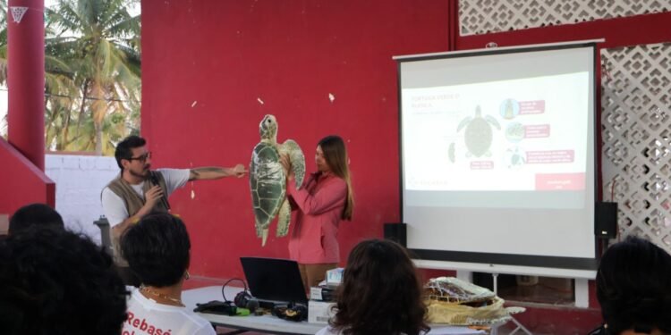 Guardianes de la noche: voluntariado se prepara para salvar tortugas marinas en la costa