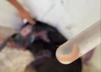 Gusano barrenador ahora infecta a lomitos y michis; identifican casos en el estado